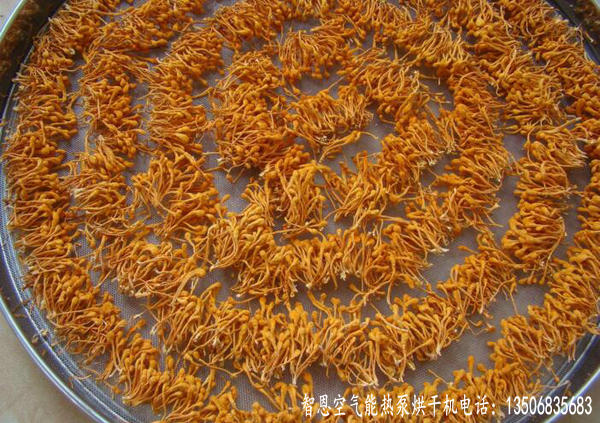 蛹蟲(chóng)草烘干機