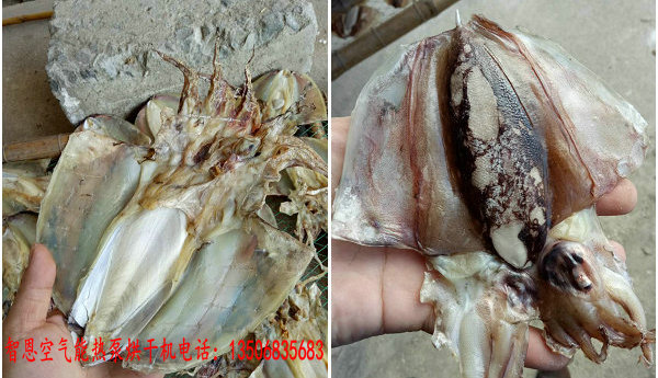 魷魚(yú)烘干機