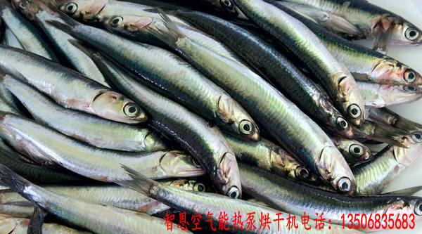 鳳尾魚(yú)烘干機